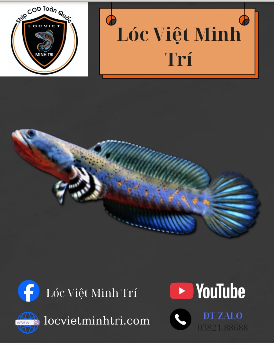 Cá Lóc Pháo Hoa Đốm Vàng size (7-9)