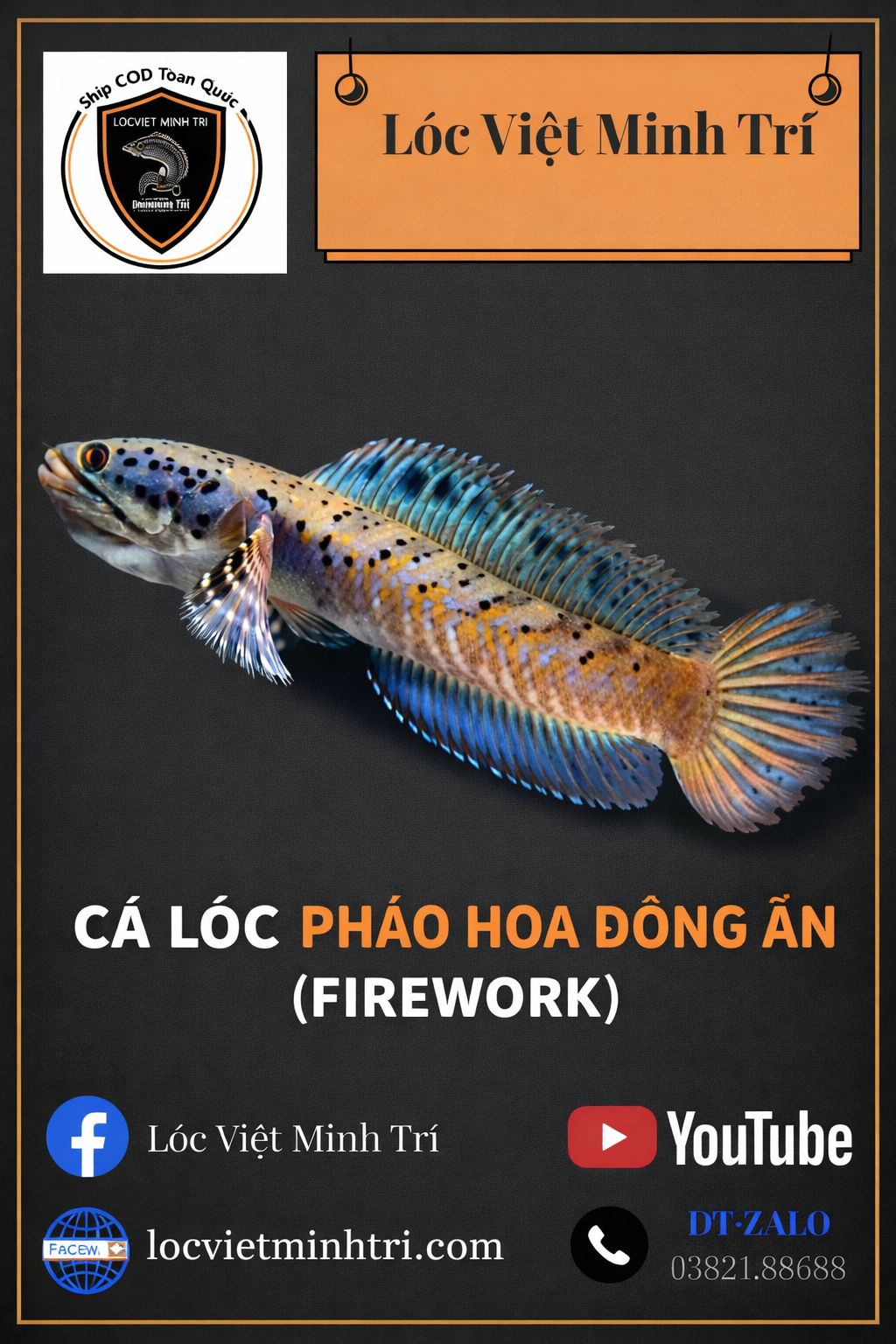 Cá Lóc Pháo Hoa Đông Ấn (FREESHIP)